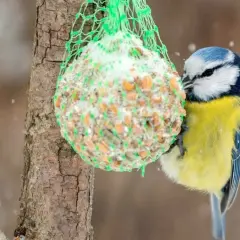 En blåmes mumsar på egna talgbollar i snöfall.