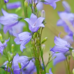 Blåklockor, sveriges nationalblomma, blommar i en grön äng.