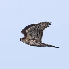 En liten rovfågel med randiga vingar och stjärt flyger mot en ljusblå himmel.