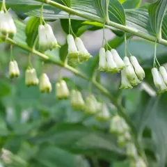 En gren med hängande, vit klocka blomma. Blommorna är små och klockformade med gröna spetsar.