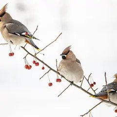 Tre sidensvansar sitter på en gren med röda bär. De ser ut att njuta av sin domherre mat i vinterkylan.