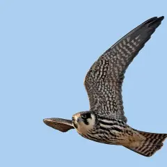 En falk underifrån med utbredda vingar mot en klarblå himmel. Dess fjädrar har ett mönster av mörka prickar och ränder.