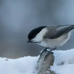En talltita, en liten fågel med svart hätta, sitter på en snötäckt gren.