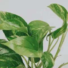 En närbild på en gullranka med sina karaktäristiska gröna blad med inslag av gula fläckar.