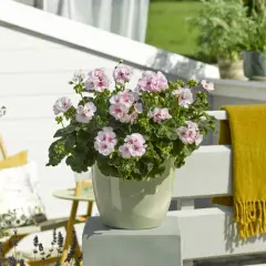 En kruka med årets pelargon Estelle, med sina ljuvliga ljusrosa blommor, står på en altan. En gul pläd hänger på räcket.