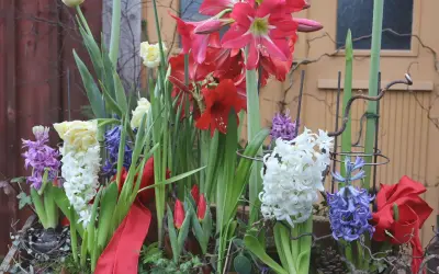 Vacker blomsterarrangemang med amaryllis, tulpaner och hyacinter. Perfekt inspiration för att plantera hyacinter ute.