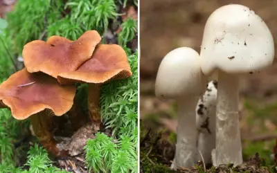 Två svampar i skogen, en brun och en vit. Den vita kan vara en giftig svamp i Sverige.