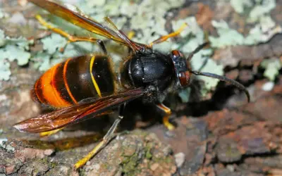 En närbild av en asiatisk bålgeting med sina karakteristiska orange och svarta ränder, sittande på bark.