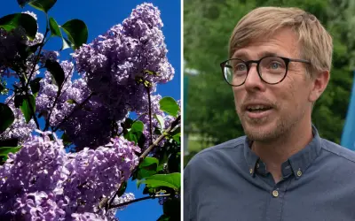 En man med glasögon pratar framför en blå flagga. Till vänster syns en syrenbuske med lila blommor, en vacker men invasiv art.