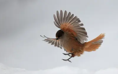 En brunfärgad fågel med orange inslag i vingarna och stjärten, som en tropisk fågel, svävar i luften mot en grå bakgrund.