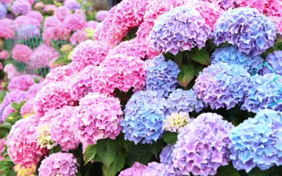 En frodig trädgård fylld med rosa och blå hortensia utomhus. Blommorna bildar ett hav av färg.