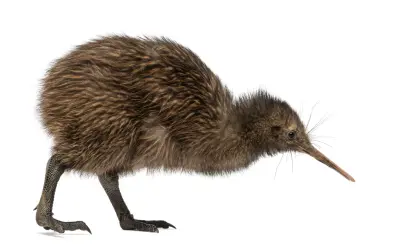 En brun, fluffig kiwi fågel med lång näbb böjer sig framåt.