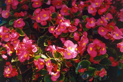 En tät matta av rosa begonia utomhus, med sina karaktäristiska gula mittpunkter, skapar en färgexplosion.