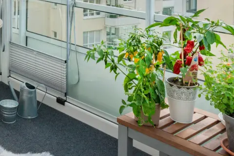 En **humle balkong** med chiliplantor och örter. Vattenkanna och hink står redo för bevattning.