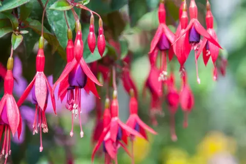 Hängande fuchsia utomhus med sina karaktäristiska röda kronblad och lila inre. En sommaräng i full blom.