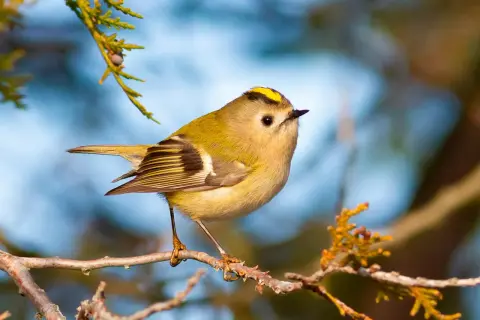 En liten guldhuvad kungsfågel, en av Sveriges minsta svenska småfåglar, sitter på en gren.