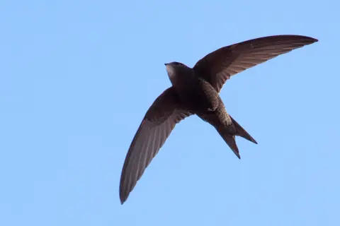 A swift in flight against a clear blue sky.