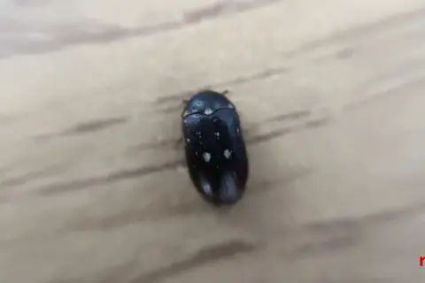 En liten svart larv med vita prickar kryper på en träyta.