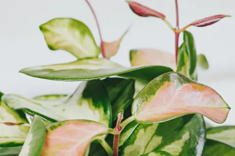 Närbild på en brokig porslinsblomma med gröna, rosa och gulaktiga blad. Olika porslinsblomma sorter kan ha liknande mönster.