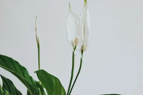 Två vita fredskalla blommor med gröna blad mot en ljus bakgrund.