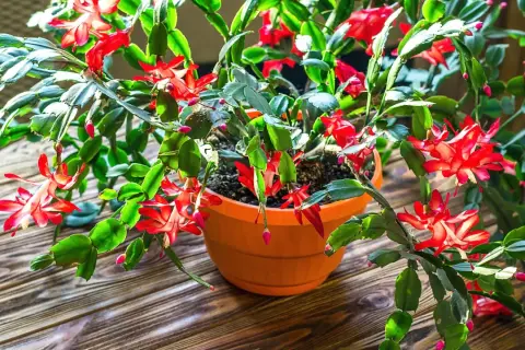 En blomstrande novemberkaktus i en orange kruka, redo att förökas som stickling. Dess röda blommor lyser upp den mörka träytan.
