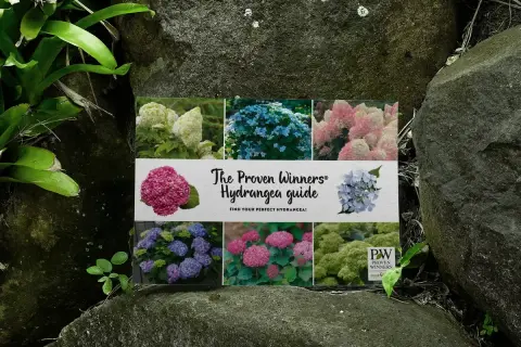 En guide till hortensior, med bilder på olika sorters blomma på en sten.
