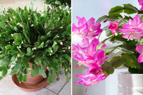 En frodig novemberkaktus med många knoppar, och en annan med slående rosa blommor. En riktig glädjespridare i novembermörkret.