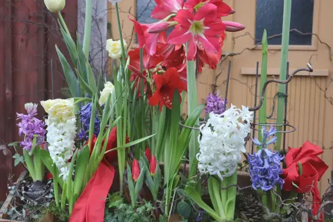 Vacker blomsterarrangemang med amaryllis, tulpaner och hyacinter. Perfekt inspiration för att plantera hyacinter ute.