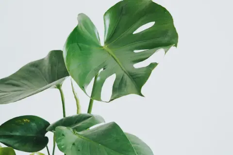 En grön monstera med sina karakteristiska blad. Vacker men monstera är giftig, så håll den borta från nyfikna husdjur.