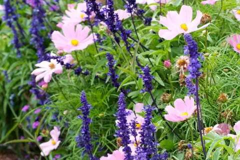 En rabatt med rosa kosmosblommor och blå salvia. Angelonia angustifolia bidrar med sina lila blomspiror till den färgsprakande blandningen.