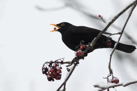En koltrast sitter på en snötäckt gren och äter röda bär.