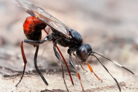 En svart geting med röd bakkropp, en av vanliga insekter i Sverige, med genomskinliga vingar och långa ben.
