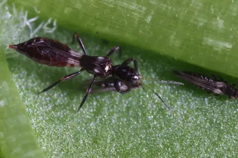 Tre trips på ett grönt blad. En trips äter en annan. Frågan "var kommer trips ifrån" kan besvaras med att de kommer från ägg, ofta lagda på växter.
