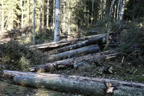 Fällda granar ligger i skogen, spår av granbarkborre syns på veden.