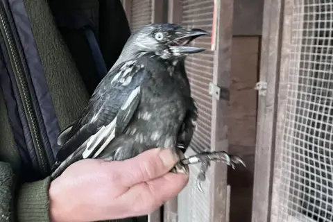 En person håller en kaja med ring på benet. Kaja ålder är svår att avgöra, men den ser ut att vara ung.
