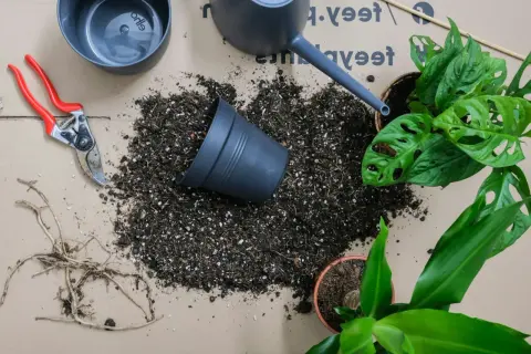 Red secateurs, jord och krukor redo att plantera om. En monstera och en annan grön växt väntar på ny jord.