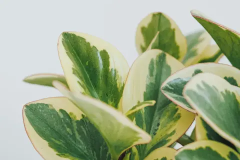 Närbild på en brokig peperomia med gröna och gulvita blad. En av många vackra peperomia sorter.