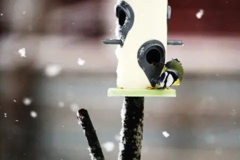 En blåmes talgoxe söker mat vid fågelmataren i snöfall.