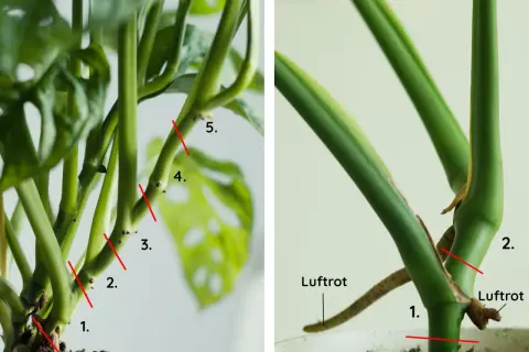 Detaljerad bild av en monstera-stam med numrerade snittpunkter för sticklingar. Luftrötter syns tydligt.