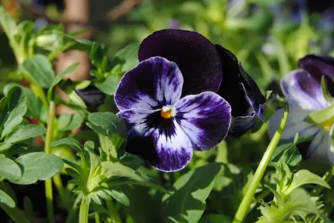 En närbild av en mörkblå och vit viola tricolor blomma med gröna blad i bakgrunden.