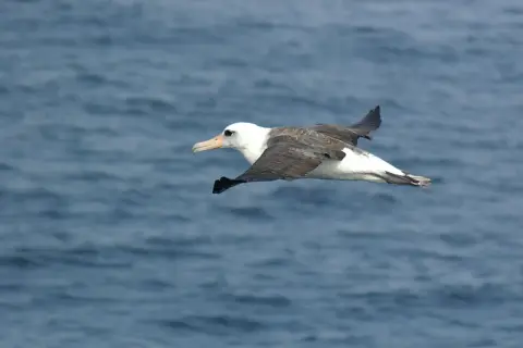 En albatrossfågel glider över det blå havet, med sina imponerande vingar utbredda.