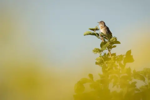 En liten fågel sjunger på en gren bland gröna blad. En vacker vy av vårfåglar i Sverige.