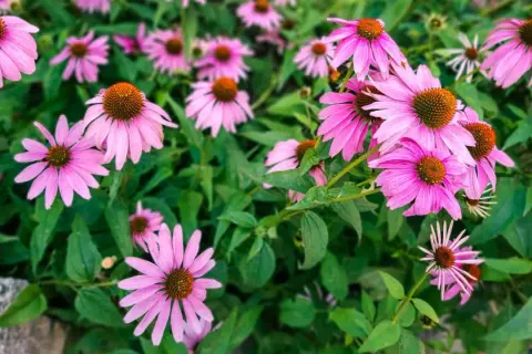 En grupp rosa solhatt blommor med bruna mittar, omgivna av gröna blad.
