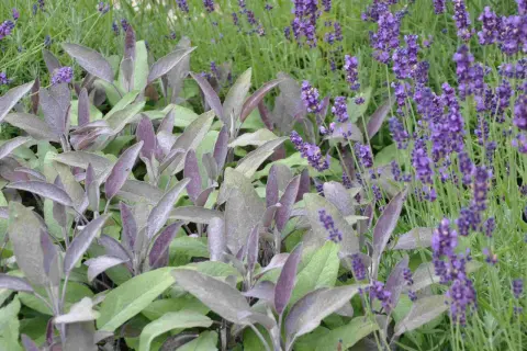 Vacker samplantering lavendel i kruka med purpurfärgade blad.
