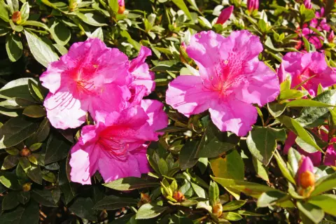 Färgglad azalea inomhus med rosa blommor och gröna blad. En vacker blomma som lyser upp rummet.