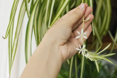 En hand håller försiktigt en blommande pinnlilja. De små vita blommorna kontrasterar mot de randiga gröna bladen.