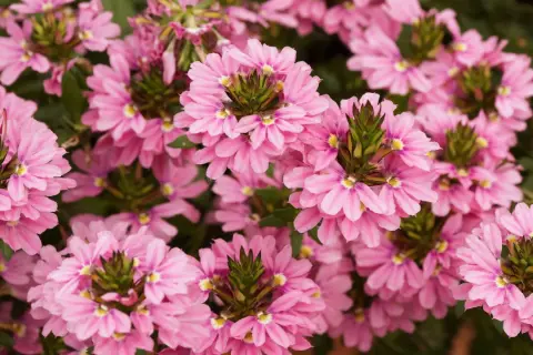 En tät matta av rosa blommor, Sceavola aemula, med sina unika, fläktformade kronblad och gröna mitt.