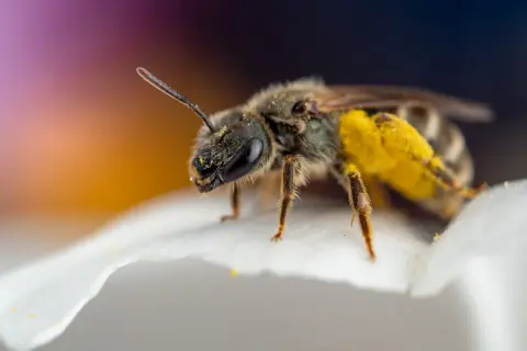 En gul fluga insekt med pollen på benen sitter på ett vitt kronblad.