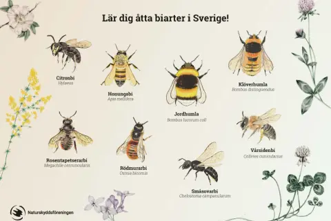 Illustrationer av åtta olika bin i Sverige: citronbi, honungsbi, jordhumla, klöverhumla, rosentapetserarbi, rödmurarbi, småsovarbi och vårsidenbi.