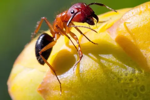 En rödbrun myra med sina sex ben klättrar på en gul blomma.
